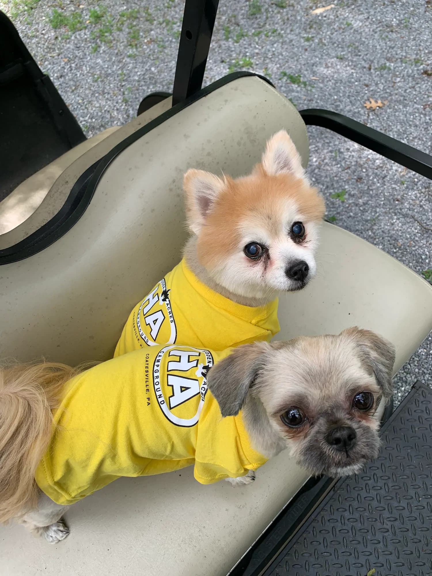 Two small dogs in Hidden Acres t-shirts riding along on a golf cart