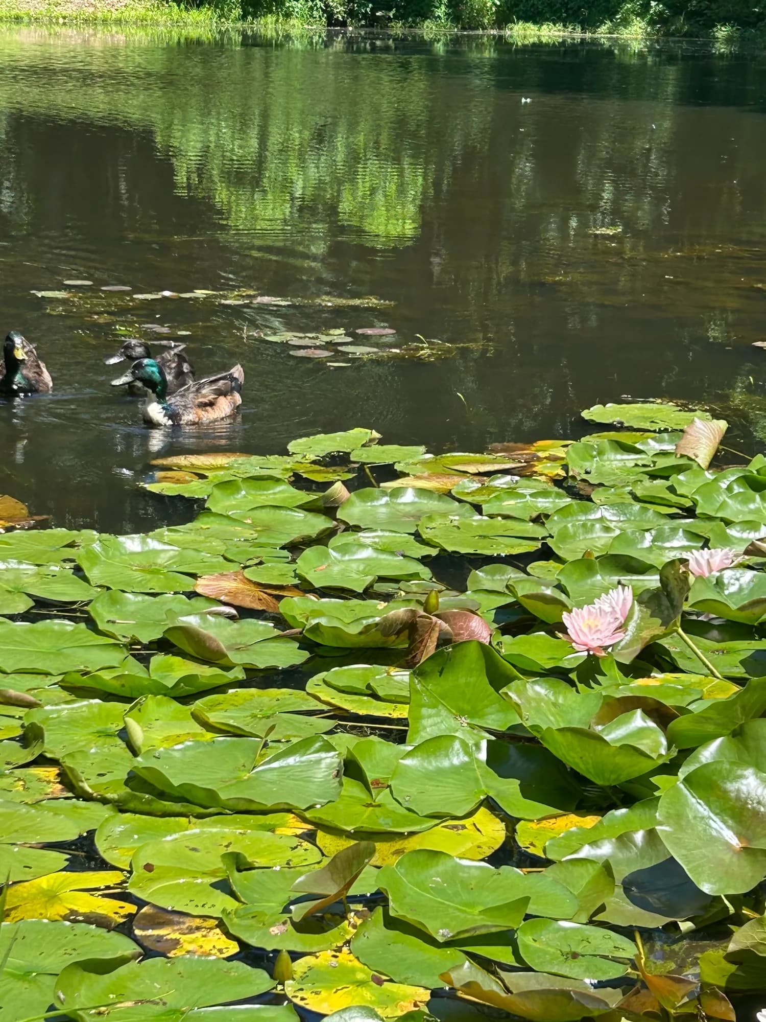 Mallard ducks swimming among lily pads and a blooming water lily