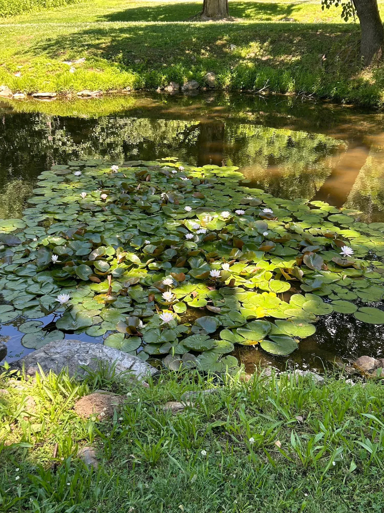 Lily pads and water lilies spread across the fishing pond